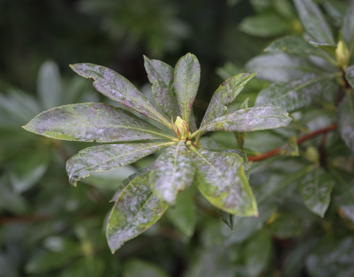 Изображение особи Rhododendron occidentale.