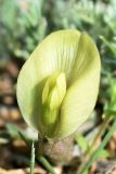 Astragalus dianthus