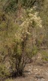 Clematis orientalis