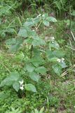 Rubus nessensis