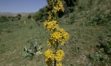 Ligularia heterophylla