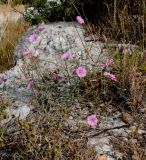 Convolvulus dorycnium