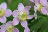 Anemonastrum fasciculatum