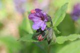 Pulmonaria officinalis