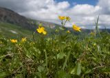 Potentilla crantzii. Цветущие растения. Адыгея, Фишт-Оштеновский массив, окр. Гузерипльского перевала, ≈ 1900 м н.у.м., субальпийский луг. 28.06.2023.