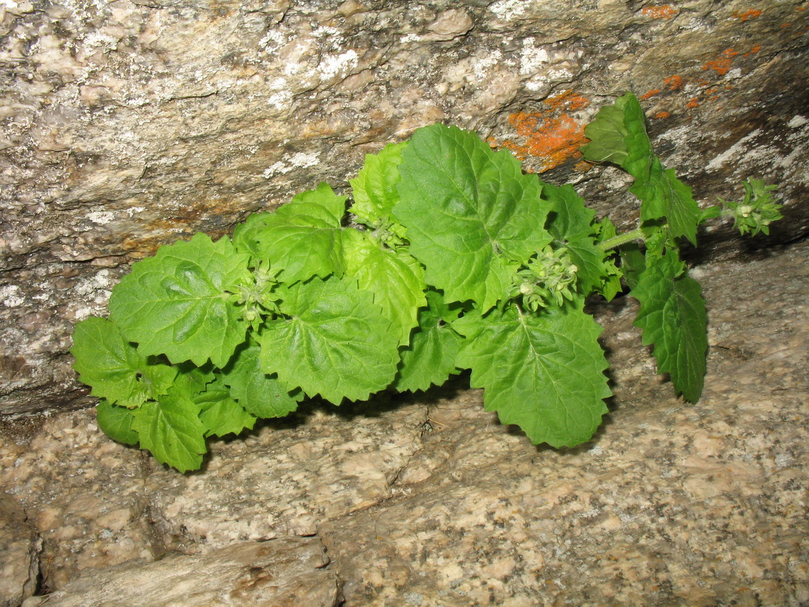 Изображение особи Scrophularia altaica.
