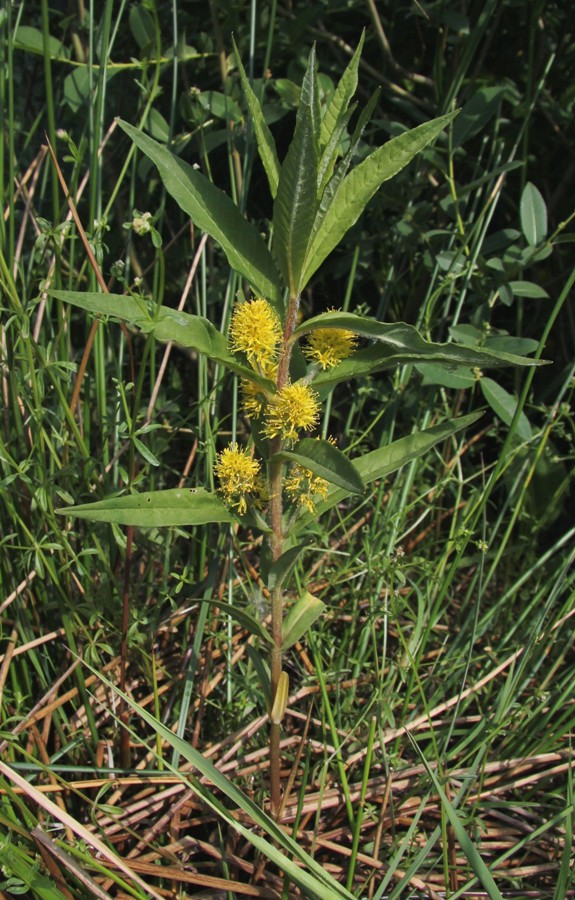 Изображение особи Naumburgia thyrsiflora.