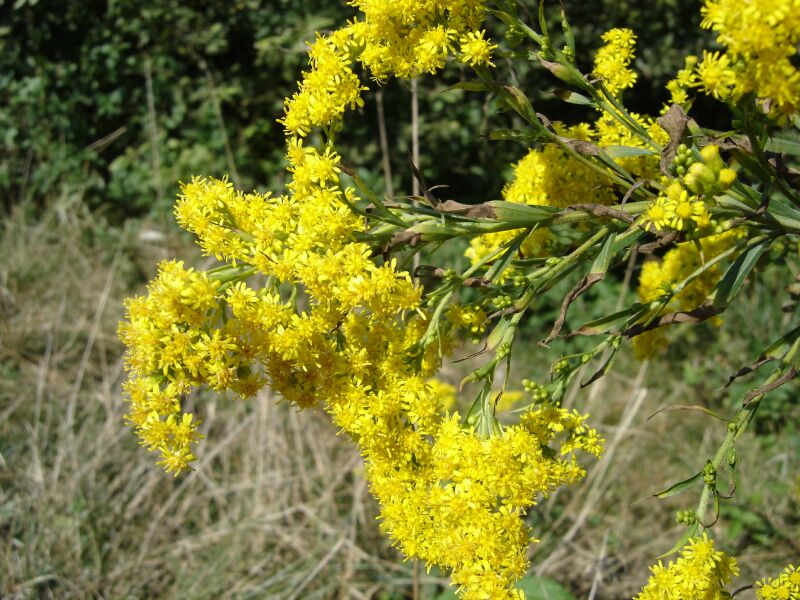 Изображение особи Solidago canadensis.