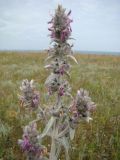 Stachys velata. Верхушка цветущего растения. Крым, Керченский п-ов, запад. окр. с. Заводское, степь к Азовскому морю. 30.06.2011.