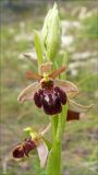 Ophrys mammosa подвид caucasica