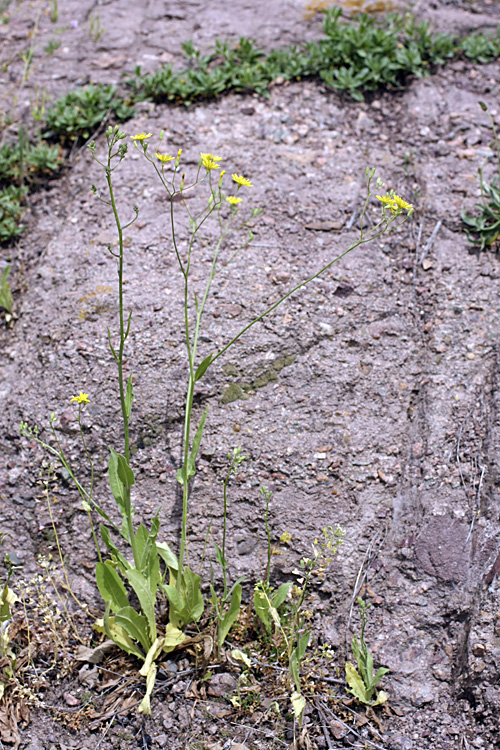 Изображение особи Crepis pulchra ssp. turkestanica.