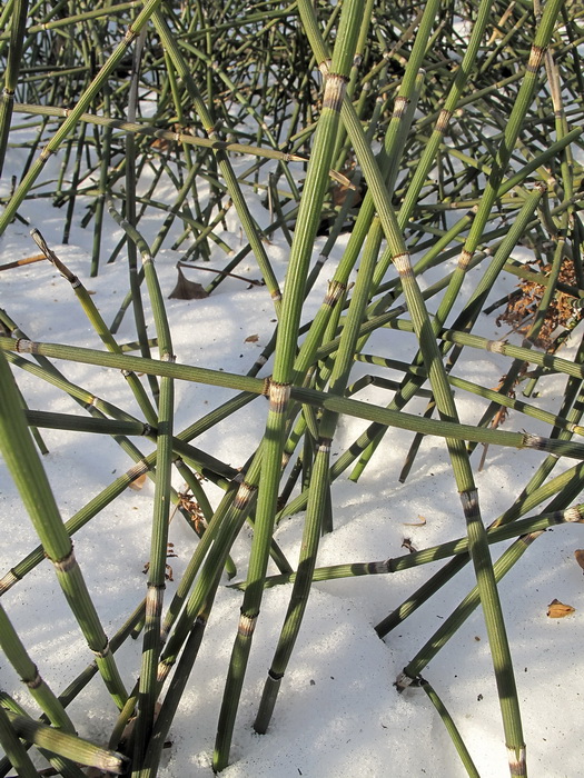 Изображение особи Equisetum hyemale.