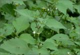 Solanum nigrum