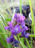 Oxytropis glabra