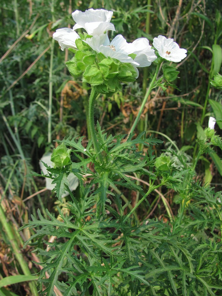 Изображение особи Malva moschata.