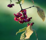 Euonymus europaeus