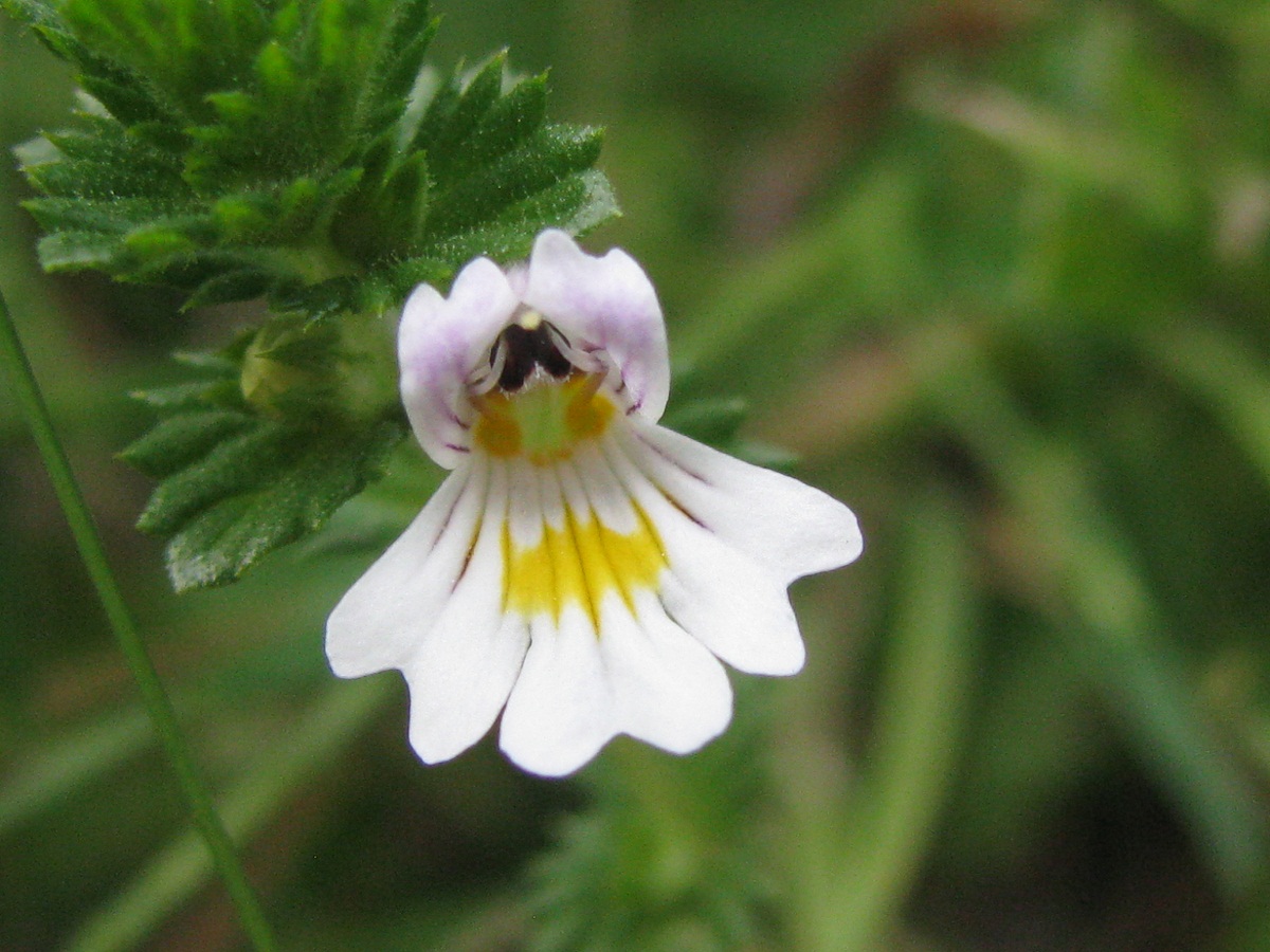 Изображение особи Euphrasia rostkoviana.