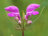 Phlomis pungens. Цветки и бутоны. Ростовская обл., Неклиновский р-н, Носовское с/п, балка Камышовая. 12.06.2013.