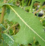 Lactuca serriola