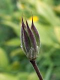 Aquilegia atrovinosa