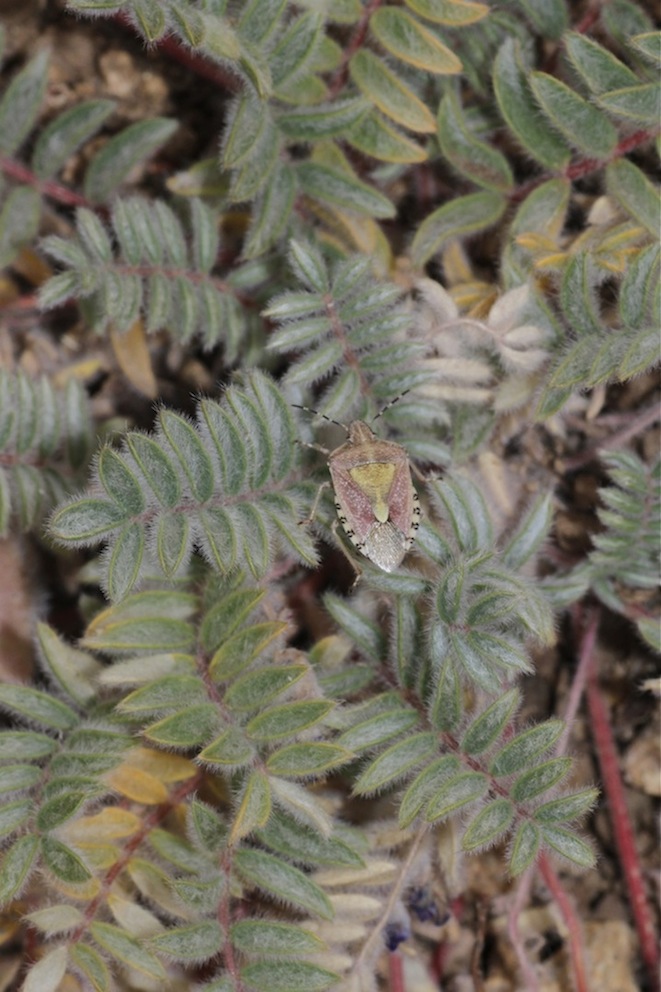 Image of Oxytropis pseudoleptophysa specimen.