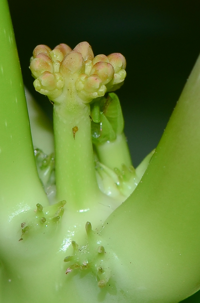 Image of Jatropha podagrica specimen.