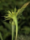 Tragopogon подвид major