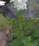 Chaerophyllum aureum