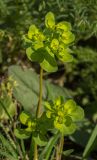 Euphorbia helioscopia