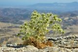 Eryngium campestre. Плодоносящее растение. Испания, Андалусия, национальный парк Torcal de Antequera. Август 2015 г.