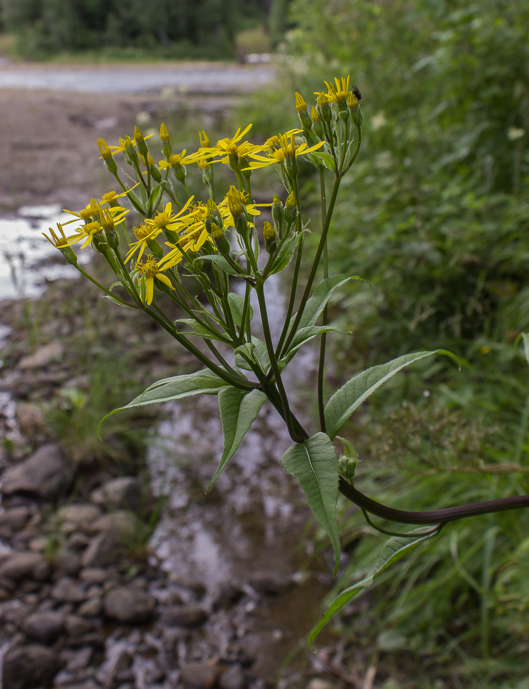 Image of Senecio sarracenicus specimen.