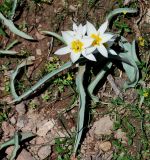 Tulipa bifloriformis