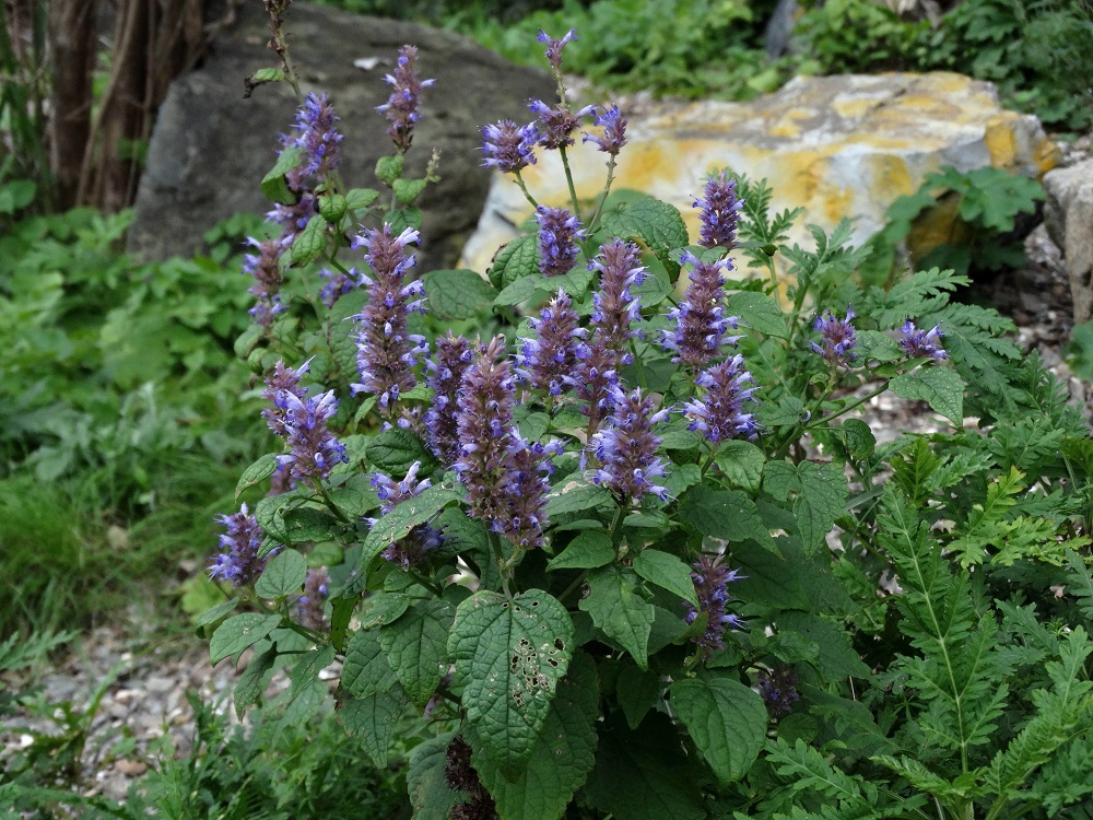 Изображение особи Agastache rugosa.