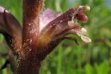 Orobanche minor