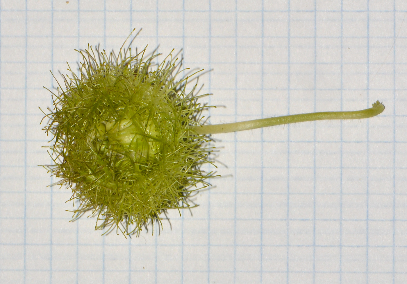 Image of Passiflora foetida specimen.