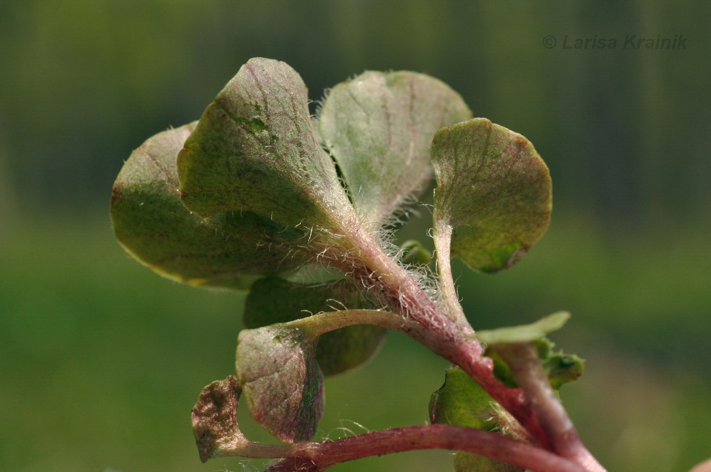 Image of Chrysosplenium pilosum specimen.