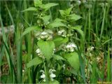 Lamium album