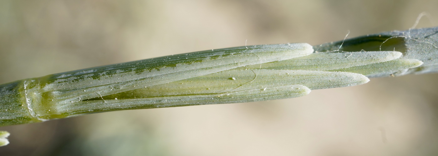 Изображение особи Elytrigia bessarabica.