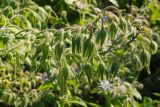 Borago officinalis