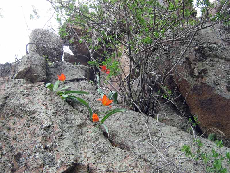 Изображение особи Tulipa ostrowskiana.