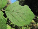 Rubus caesius