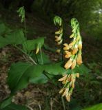 Lathyrus aureus