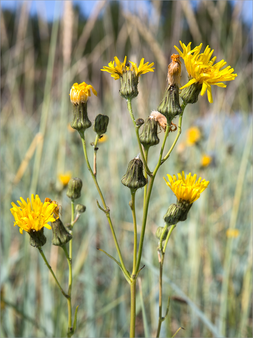 Изображение особи Sonchus humilis.