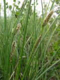 Carex rostrata