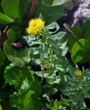 Rhodiola rosea. Верхушка цветущего растения среди листьев Bergenia crassifolia и Saxifraga aestivalis. Алтай, Катунский хребет, долина р. Куйгук, ≈ 2000 м н.у.м., каменистый берег реки. 05.07.2018.