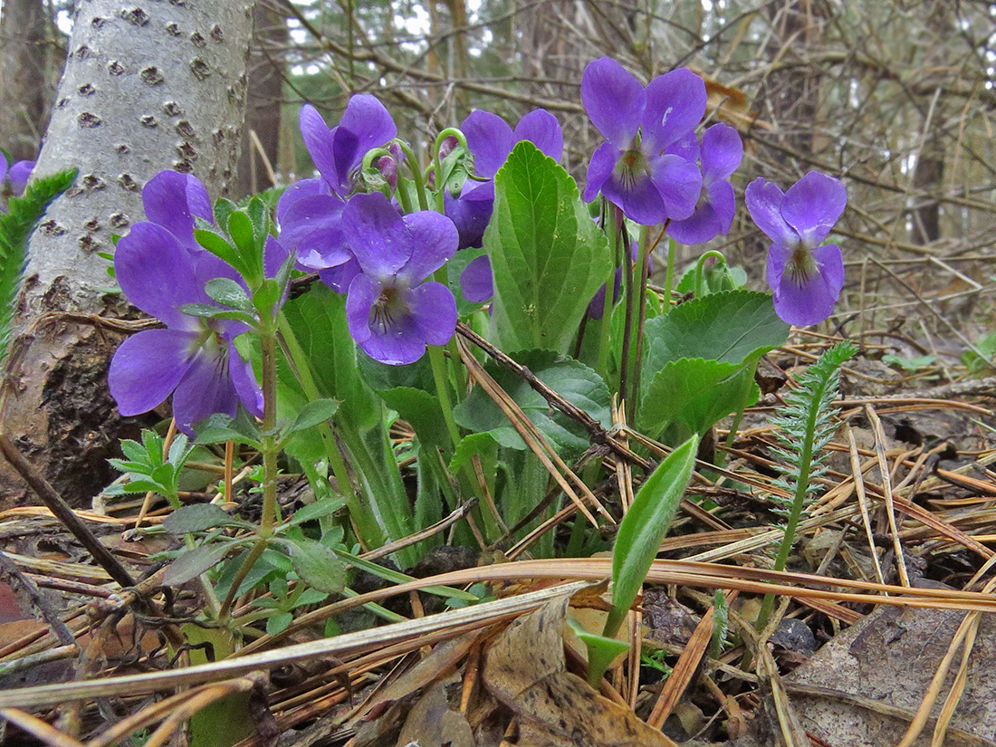 Изображение особи Viola ambigua.