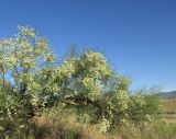 Calligonum aphyllum. Ветви плодоносящего растения. Дагестан, Кумторкалинский р-н, долина р. Шураозень в окр. бархана Сарыкум, закреплённые пески. 31 мая 2019 г.