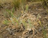 Astragalus testiculatus