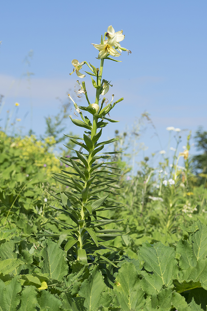 Изображение особи Lilium kesselringianum.