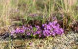 Thymus serpyllum. Цветущее растение. Псковская обл., Себежский р-н, окр. пос. Идрица, граница разнотравно-злакового луга и зелёных мхов на опушке соснового леса. 02.08.2019.